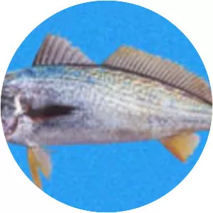 Cynoscion reticulatus - 