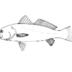 Cynoscion striatus - 