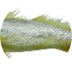 Cynoscion virescens - 