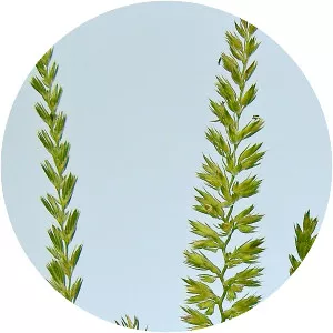 Cynosurus cristatus - Plants