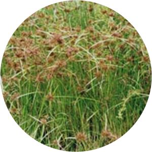 Cyperus congestus