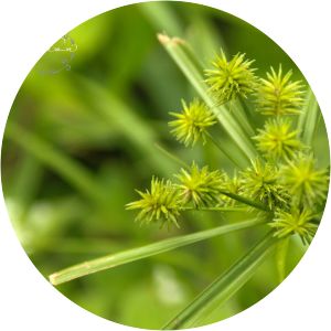 Cyperus croceus - 