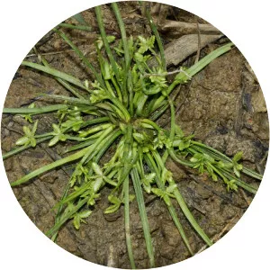 Cyperus flaccidus - 