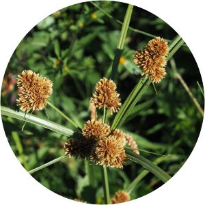 Cyperus glomeratus - 
