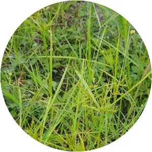 Cyperus iria
