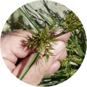 Cyperus microiria - 