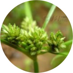 Cyperus nipponicus