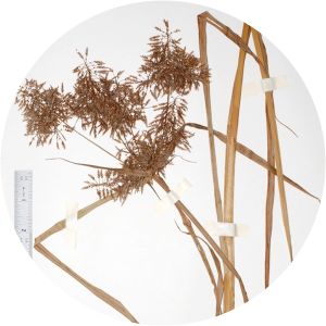 Cyperus pilosus - 