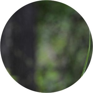 Cyperus sphacelatus - 