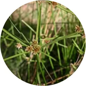 Cyperus vaginatus - 