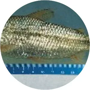 Cyphocharax gilbert
