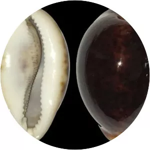 Cypraea pantherina - Animal