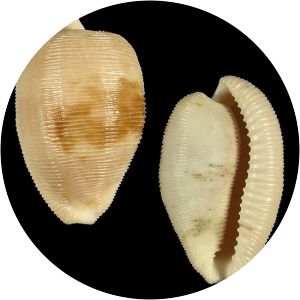 Cypraeovula - 