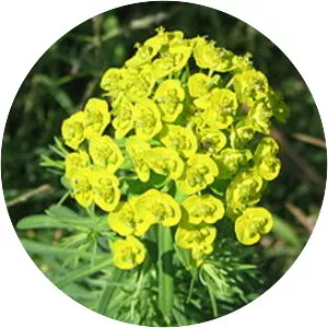 Cypress spurge
