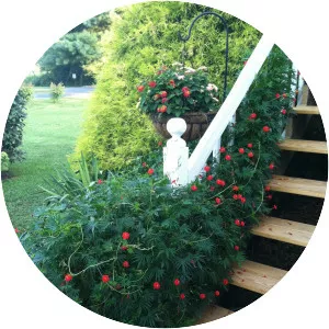 Cypress vine