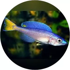 Cyprichromis leptosoma