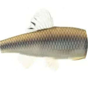 Cyprinella spiloptera - Fish