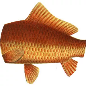 Cyprinus rubrofuscus