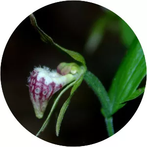 Cypripedium arietinum - Plants