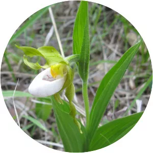 Cypripedium candidum