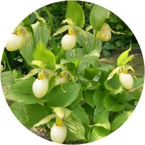 Cypripedium fasciolatum