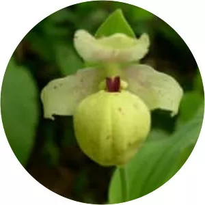 Cypripedium flavum