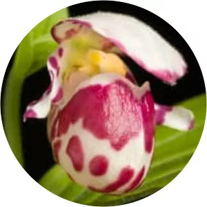 Cypripedium guttatum