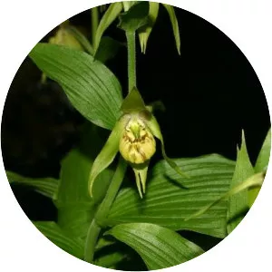 Cypripedium henryi