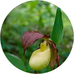 Cypripedium kentuckiense