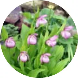 Cypripedium macranthos