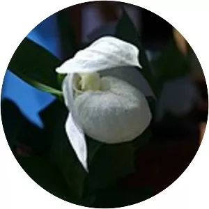 Cypripedium macranthum var. rebunense