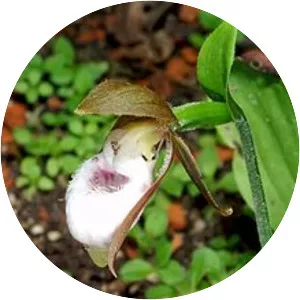 Cypripedium plectrochilum