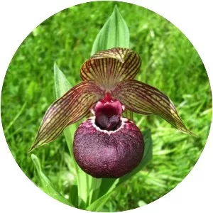 Cypripedium tibeticum