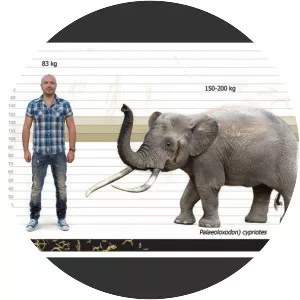 Cyprus dwarf elephant