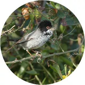 Cyprus warbler - 