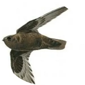 Cypseloides