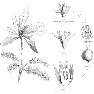 Cyrillaceae - Plants