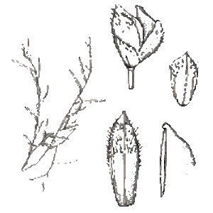 Cyrtococcum - Plants