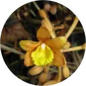 Cyrtosia septentrionalis