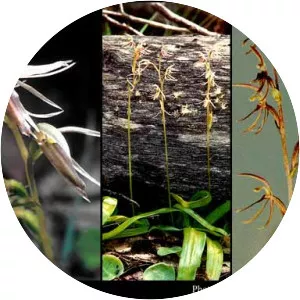 Cyrtostylis huegelii