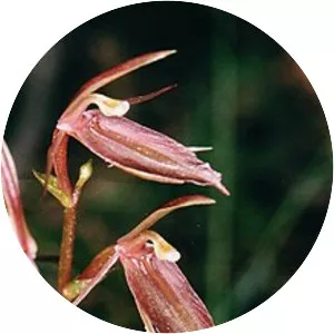 Cyrtostylis robusta