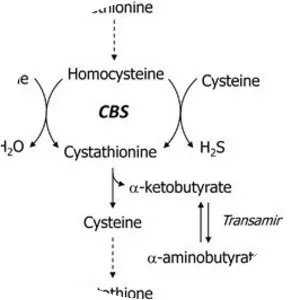 Cystathionine beta synthase - 