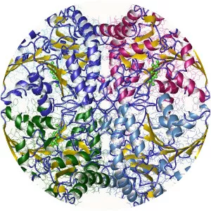 Cystathionine gamma-lyase - 