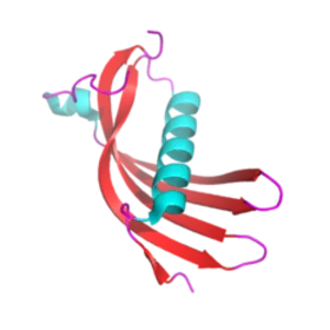 Cystatin C - Protein