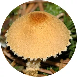 Cystoderma