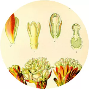 Cytinaceae