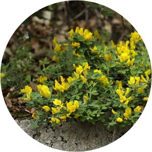 Cytisus hirsutus