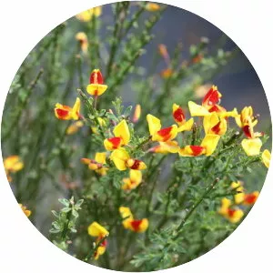Cytisus