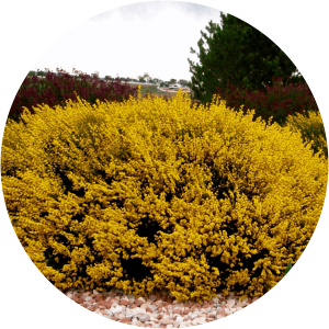 Cytisus purgans