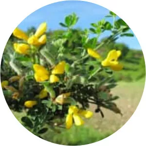 Cytisus villosus - 